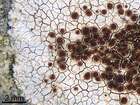 Caloplaca erythrocarpa (Pers.) Zwackh