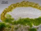 Caloplaca holocarpa (Hoffm.) A. E. Wade