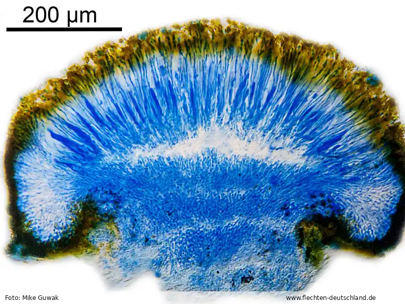 Querschnitt Fruchtkörper | Foto von Mike Guwak